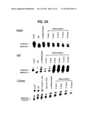 Methods for Assaying Gene Imprinting and Methylated CpG Islands diagram and image