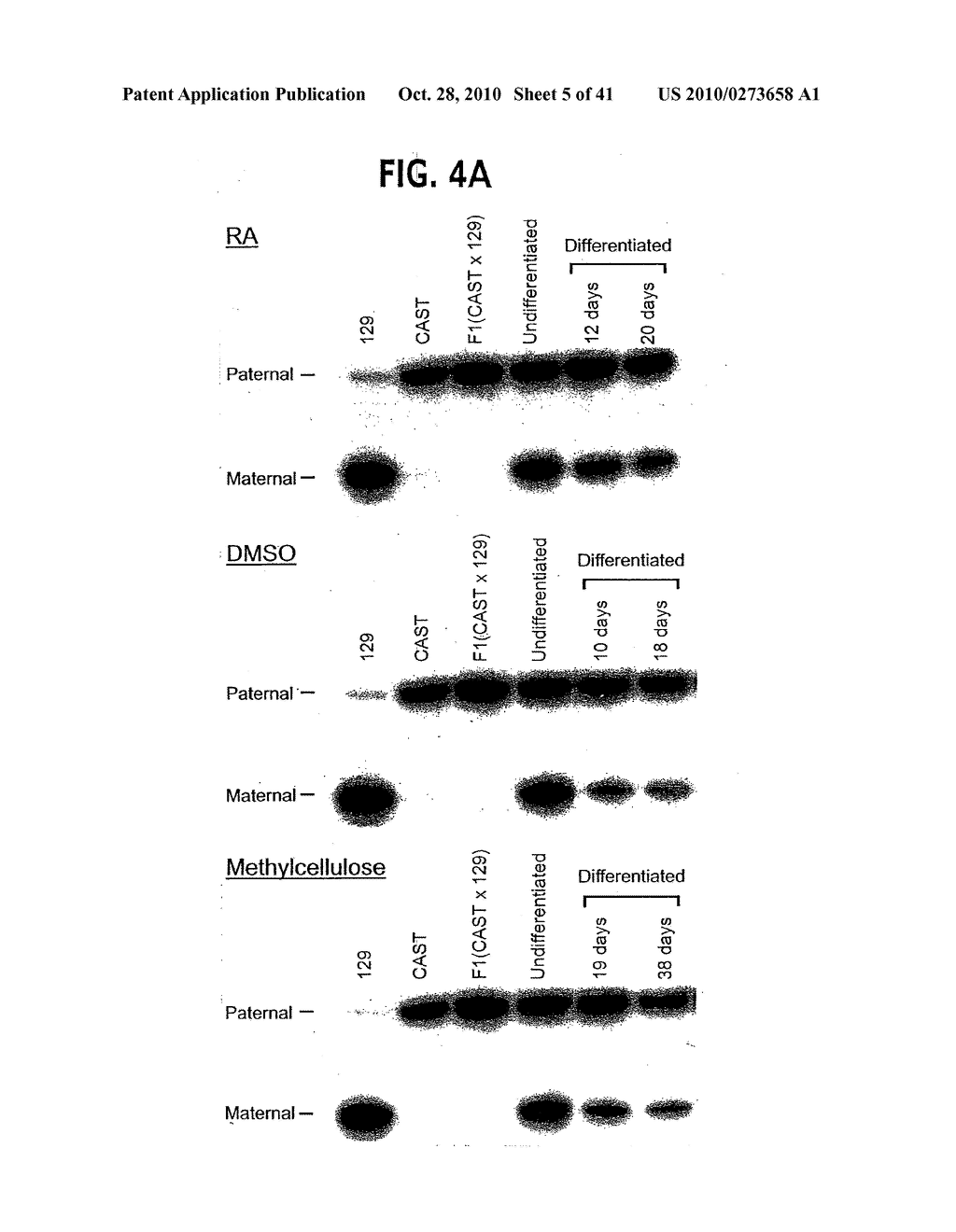 Methods for Assaying Gene Imprinting and Methylated CpG Islands - diagram, schematic, and image 06