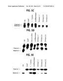 Methods for Assaying Gene Imprinting and Methylated CpG Islands diagram and image