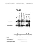 Methods for Assaying Gene Imprinting and Methylated CpG Islands diagram and image