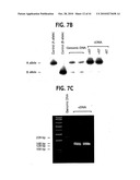 Methods for Assaying Gene Imprinting and Methylated CpG Islands diagram and image