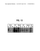 Methods for Assaying Gene Imprinting and Methylated CpG Islands diagram and image