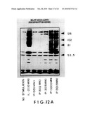 PEPTIDES OF IL-2 diagram and image