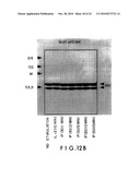 PEPTIDES OF IL-2 diagram and image