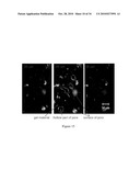 METHOD OF COVALENTLY MODIFYING PROTEINS WITH ORGANIC MOLECULES TO PREVENT AGGREGATION diagram and image