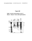 METHOD FOR THE PRODUCTION OF AN IMMUNOSTIMULATING MUCIN (MUC1) diagram and image