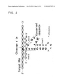 Ribozyme to cleave coronavirus gene diagram and image