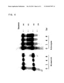 Ribozyme to cleave coronavirus gene diagram and image