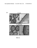 METHODS AND SYSTEMS FOR IDENTIFYING IMMUNOMODULATORY SUBSTANCES diagram and image