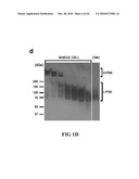 METHODS AND SYSTEMS FOR IDENTIFYING IMMUNOMODULATORY SUBSTANCES diagram and image