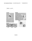 ARABIDOPSIS PROMOTERS diagram and image