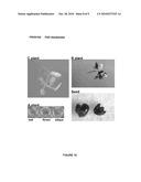 ARABIDOPSIS PROMOTERS diagram and image