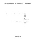 Anti-Mullerian Inhibiting Substance Type II Receptor (MISIIR) Immunoconjugates to Detect and Treat Cancer diagram and image