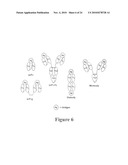 Anti-Mullerian Inhibiting Substance Type II Receptor (MISIIR) Immunoconjugates to Detect and Treat Cancer diagram and image