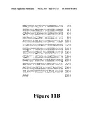 Anti-Mullerian Inhibiting Substance Type II Receptor (MISIIR) Immunoconjugates to Detect and Treat Cancer diagram and image