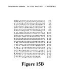 Anti-Mullerian Inhibiting Substance Type II Receptor (MISIIR) Immunoconjugates to Detect and Treat Cancer diagram and image