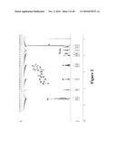 Mechanism-Based Targeted Pancreatic Beta Cell Imaging and Therapy diagram and image