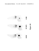 Mechanism-Based Targeted Pancreatic Beta Cell Imaging and Therapy diagram and image