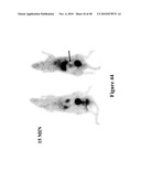 Mechanism-Based Targeted Pancreatic Beta Cell Imaging and Therapy diagram and image