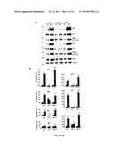 METHODS FOR TREATMENT AND PREVENTION OF TAUOPATHIES AND AMYLOID BETA AMYLOIDOSIS BY MODULATING CRF RECEPTOR SIGNALING diagram and image