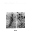 METHODS FOR TREATMENT AND PREVENTION OF TAUOPATHIES AND AMYLOID BETA AMYLOIDOSIS BY MODULATING CRF RECEPTOR SIGNALING diagram and image