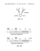 FUSION MOLECULES AND IL-15 VARIANTS diagram and image