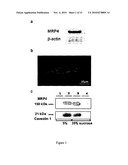 Inhibitors of MRP4 for the Treatment of Vascular Disorders diagram and image