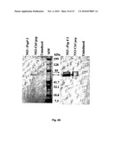 Dendritic Cell Binding Proteins and Uses Thereof diagram and image