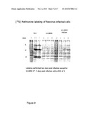 Reoviruses diagram and image