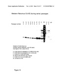 Reoviruses diagram and image