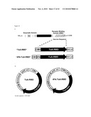 Codon-Optimized Dna Molecules Encoding the Receptor Binding Domains of Clostridium Difficile Toxins A and B, and Methods of Use Thereof diagram and image