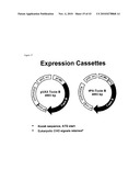 Codon-Optimized Dna Molecules Encoding the Receptor Binding Domains of Clostridium Difficile Toxins A and B, and Methods of Use Thereof diagram and image