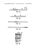 COMPOSITIONS AND METHODS TO PREVENT AND/OR TREAT CANCER WITH PA-CARD diagram and image