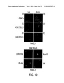 COMPOSITIONS AND METHODS TO PREVENT AND/OR TREAT CANCER WITH PA-CARD diagram and image