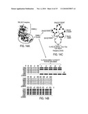 COMPOSITIONS AND METHODS TO PREVENT AND/OR TREAT CANCER WITH PA-CARD diagram and image