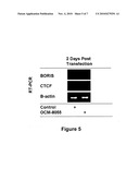 GENE SILENCING OF THE BROTHER OF THE REGULATOR OF IMPRINTED SITES (BORIS) diagram and image