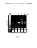 COMPOSITIONS, METHODS, AND KITS FOR DETECTING RIBONUCLEIC ACID diagram and image