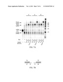 COMPOSITIONS, METHODS, AND KITS FOR DETECTING RIBONUCLEIC ACID diagram and image