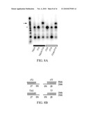 COMPOSITIONS, METHODS, AND KITS FOR DETECTING RIBONUCLEIC ACID diagram and image