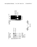 COMPOSITIONS, METHODS, AND KITS FOR DETECTING RIBONUCLEIC ACID diagram and image