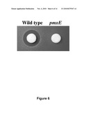 POLYMYXIN SYNTHETASE AND GENE CLUSTER THEREOF diagram and image