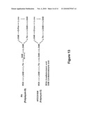 POLYMYXIN SYNTHETASE AND GENE CLUSTER THEREOF diagram and image