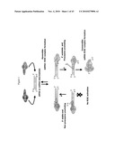 siRNA Targeting Interleukin-1 Receptor-Associated Kinase 4(IRAK4) diagram and image