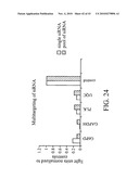 siRNA Targeting Interleukin-1 Receptor-Associated Kinase 4(IRAK4) diagram and image