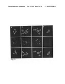 Chimeric Constructs Between Cancer-Homing Peptides and Cell-Penetrating Peptides Coupled to Anticancer Drugs and/or Diagnostic Agent/Agents diagram and image