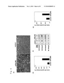 THERAPEUTIC AGENT FOR WOUNDS AND SCREENING METHOD FOR THE SAME diagram and image