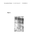 DOUBLE-STRANDED RIBONUCLEIC ACID WITH INCREASED EFFECTIVENESS IN AN ORGANISM diagram and image