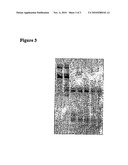 DOUBLE-STRANDED RIBONUCLEIC ACID WITH INCREASED EFFECTIVENESS IN AN ORGANISM diagram and image