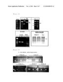 PRODUCTION METHOD OF CYST EXPRESSED TRANSGENIC ANIMAL USING PKD2 GENE diagram and image