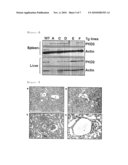 PRODUCTION METHOD OF CYST EXPRESSED TRANSGENIC ANIMAL USING PKD2 GENE diagram and image